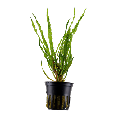 Tropica Cryptocoryne crispatula 125