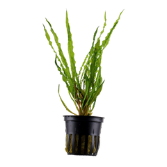 Tropica Cryptocoryne crispatula 125