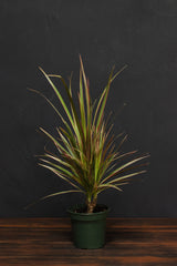 Dracaena - Marginata Bicolor