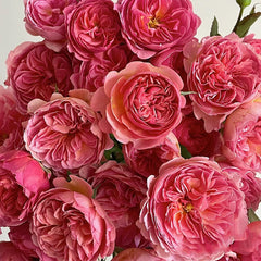 Kaori Kazari Japanese Garden Shrub Rose