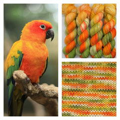 Sun Conure