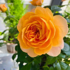 Juicy Terrazza Rose Plant – Gorgeous Blooms for Your Garden
