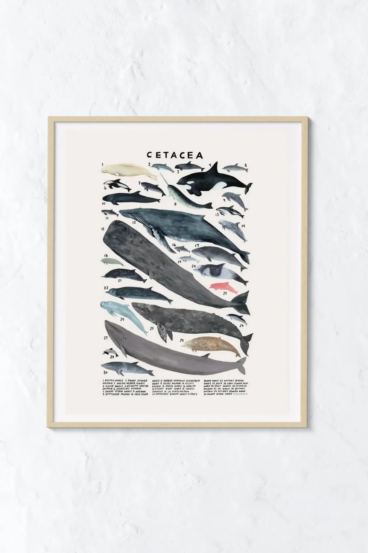 Creatures of the Order: Whale Print