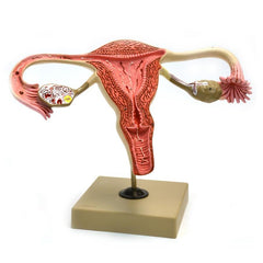 Female Reproductive Organs - GTSimulators.com - EISCO