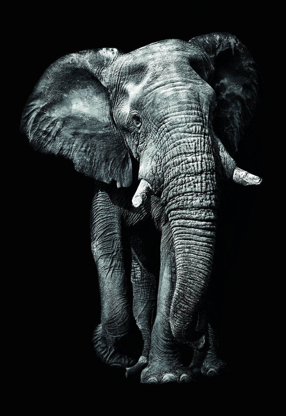 The Majesty of the Elephant: Black and White Animal Art Poster - xonomax