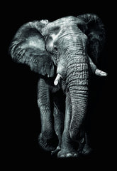 The Majesty of the Elephant: Black and White Animal Art Poster - xonomax