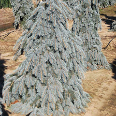 Weeping Colorado Blue Spruce Tree - Nature Hills Nursery - #3 Container - 