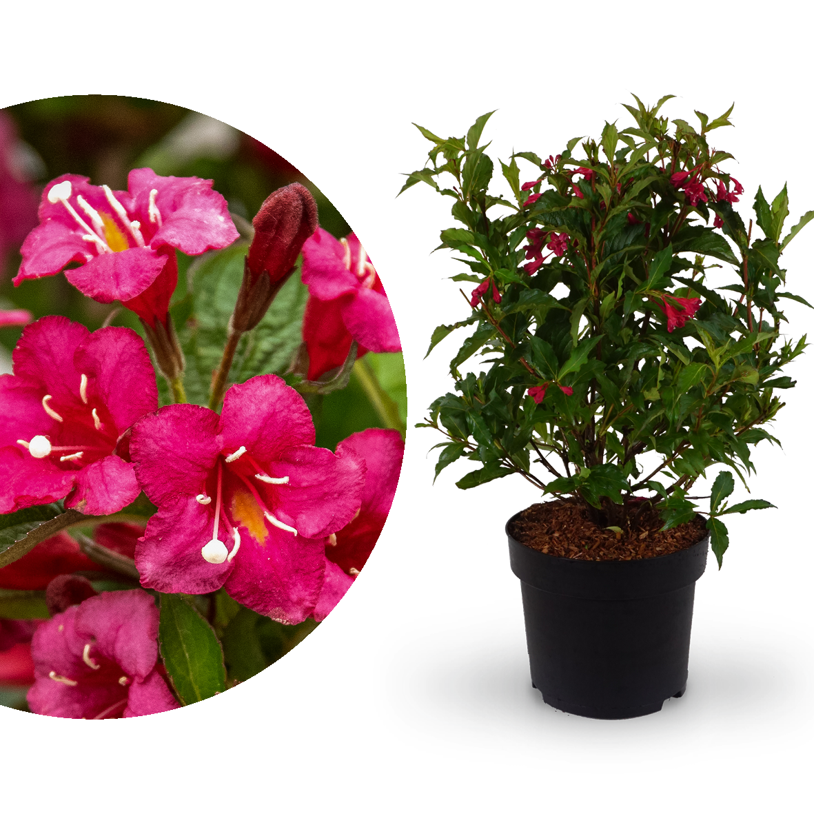 Weigelie 'Bristol Ruby'