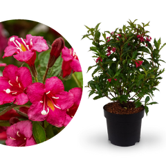 Weigelie 'Bristol Ruby'